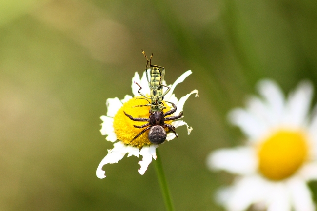 Xysticus sp.